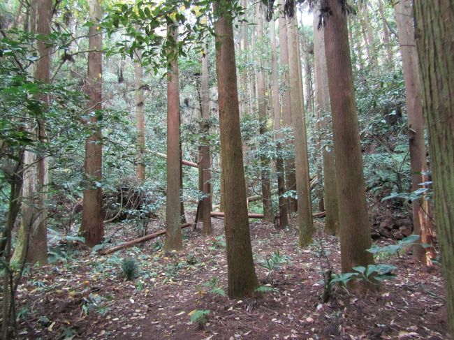 鎌倉市二階堂字紅葉谷にある瑞泉寺の寺号標石の手前から左側の小路に入って行く。途中のコンクリートの崖にはやぐらが残っており、中はお墓として再利用されている。小路が左側から右側へと曲がり、山裾にある小川沿いに小路が伸びている。そして、宅地は左側だけになる。この小川は今月(11月)の降水量が極端に少なかったために枯れている。<br /> 宅地が途絶えた先にも山道が続いている。杉林の中の山道を進むと平地の杉林である。ここからは枯れた河床を渡って谷道を尾根へと上って行く。これまでも、そしてこれからも杉の木の倒木だらけで昨年(2019年)秋の台風被害の大きさを感じざるを得ない。こうした山道は1/10,000の地図には記載されているが、山中の尾根で二手に分かれ、道の記載がなくなる。<br /> 今日の天気は気温が高く、もう既にTシャツで半袖姿ではあるが、尾根道を上るとさすがに汗をかいてしまう。途中で道を遮る杉の木の倒木があり、その木に座ってお昼にした。冷えた水が美味しい。<br /> 山の尾根まで辿り着くと、尾根で道が左右に分かれている。右側が天台山から尾根を下りてくる山道であろう。ここでは左側の尾根道を選択する。数10mで尾根道の先が開けている。何とそこには鉄塔が建っている。またこの鉄塔の先にも山道があり、それは鉄製の踏み台を並べた階段が続いている。十二所を流れる吉沢川から鎌倉霊園の西の山に上る山道と同じだ。すぐに、この鉄製の階段は鉄塔の保守点検のために山道を整備していることに気が付いた。<br />(表紙写真は紅葉谷奥の杉林)