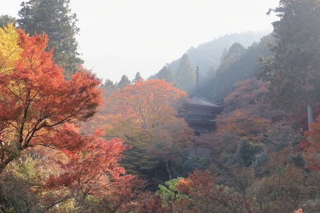 紅葉のシーズン、また天気の良い日が続いている毎日。<br />コロナ感染が急速に増加傾向にありましたが、流行る心を抑えきれず出かけることに。<br />マイカー利用と、密にならないように努め出発です。<br />丹波には素晴らしい紅葉が見れる古刹が10ヶ寺あり、今日はその中の6ヶ寺を巡る予定です。<br />丹波の10ヶ寺は、比較的近くに位置しており、巡り方に順序はありませんが、私は若狭舞鶴自動車道から春日和田山道路へ、そして青垣IC近くの高源寺からスタートしました。<br />以下、岩瀧寺→円通寺→高山寺→達身寺→慧日寺の順でした。<br />天気も良く、人気の高源寺などでは、バスツアーやマイカーが多く、結構混んでいました。<br /><br />各お寺でも、コロナ感染対策がなされており、入山時のマスク着用、備え付けの消毒液での手指消毒、一部のお寺では名簿への記入などが行われていました。<br />また、御朱印は手書きでいただけるお寺と、書き置きでいただけるところと分かれているそうです。<br /><br />時期的にも丁度良かったのか、色鮮やかな紅葉が楽しめました。<br />写真をお楽しみいただければと思います。<br /><br /><br />