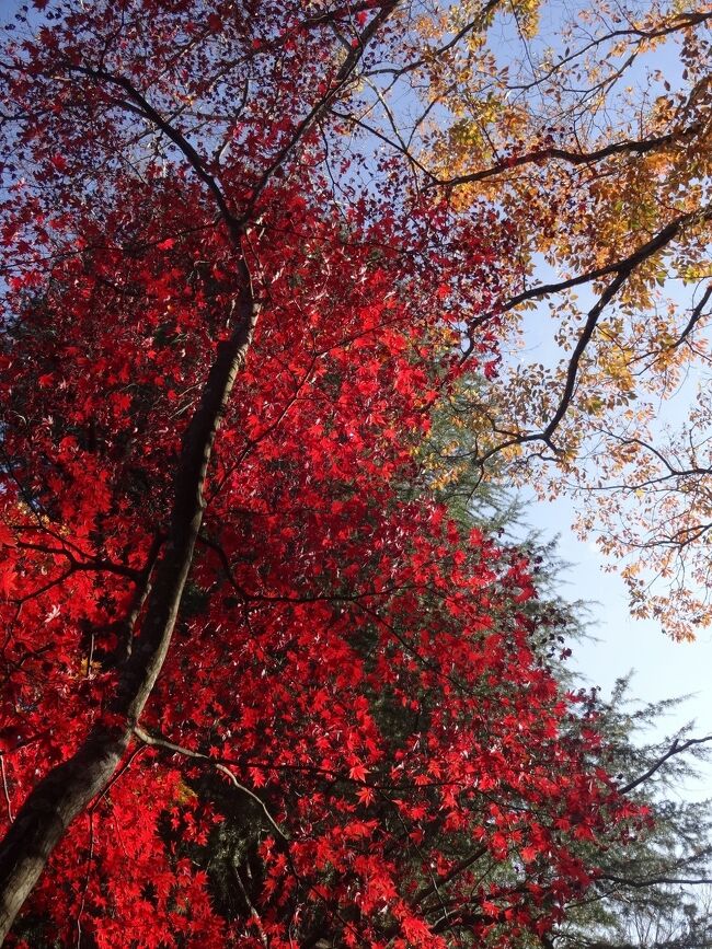 紅萌ゆる丘の上ーーー（紅葉の河口湖畔宿泊記）