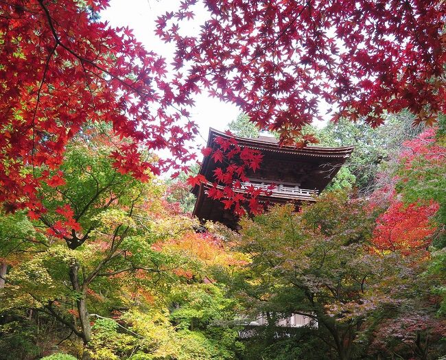 2020年の日本紅葉巡りドライブの最後は、滋賀&京都へ。紅葉シーズンでは、京都は2010年以来10年ぶり、滋賀は2002年以来18年ぶりだ。滋賀県内は、見どころが分散しているので、ほとんど車で移動。京都市内は、車で走り回るのはかなりハードルが高いので、滋賀に車を置いて電車で入ることに。八幡平に続いて友人を連れての3人旅だったが、京都の日曜日がものすごい混雑だった以外は、どこも比較的空いていて、久しぶりの滋賀・京都観光を堪能することが出来た。<br />滋賀第三部は、湖東三山の真ん中に位置する金剛輪寺を訪れた時の旅行記です。(表紙写真は、金剛輪寺三重塔)<br /><br />全旅程<br /><br />11/12 東京ー(中央道/名神)->湖東三山PA->西明寺ー>八日市駅前<br /> (ホテルルートイン泊) <br /><br />11/13 八日市駅前ー>永源寺ー>金剛輪寺ー>八日市IC-(名神)ー><br /> 竜王IC-> 長寿寺ー>常楽寺ー>瀬田 (ニューびわこホテル泊)<br /><br />11/14 瀬田ー>石山寺ー>日吉大社&旧竹林寺ー>奥比叡ドライブウェイ<br /> ->横川ー>延暦寺ー>比叡山ドライブウェイー>大津京駅<br /> (車を駅前の駐車場に置く)-(JR)ー>京都ー(地下鉄)ー>烏丸四条<br /> (グリッズ京都四条河原町泊)<br /><br />11/15 烏丸四条―(バス)ー>高雄(神護寺から清滝へ)<br /> 清滝ー(バス)ー>嵐山(宝厳院)-(嵐電/地下鉄)ー>蹴上ー><br /> 永観堂ー> 蹴上ー(地下鉄)ー>京都市役所前 <br /> (ホテルビスタプレミオ和邸泊)<br /><br />11/16 烏丸四条ー(地下鉄/JR)ー>東福寺駅ー>東福寺―(京阪)ー><br /> 祇園四条->ホテルで荷物をピックアップして京都駅へ<br /> 京都ー(JR)->大津京(車をピックアップ)ー>大津ICー<br /> (名神)->八日市ICー>教林坊ー>八日市IC-(名神)ー><br /> 彦根ICー>彦根 (ホテルサンルート泊)<br /><br />11/17 彦根ー>(名神/中央道)->東京<br /><br /><br />