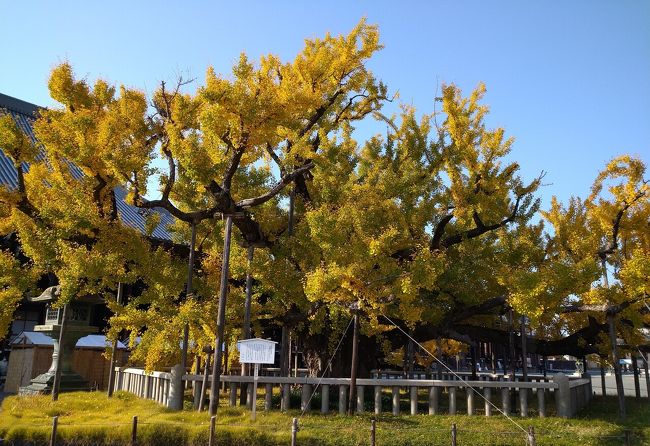 世界遺産でもある親鸞聖人開山 西本願寺の<br />大イチョウが見頃になったかしらと<br />散歩がてらに行って来ました。<br />