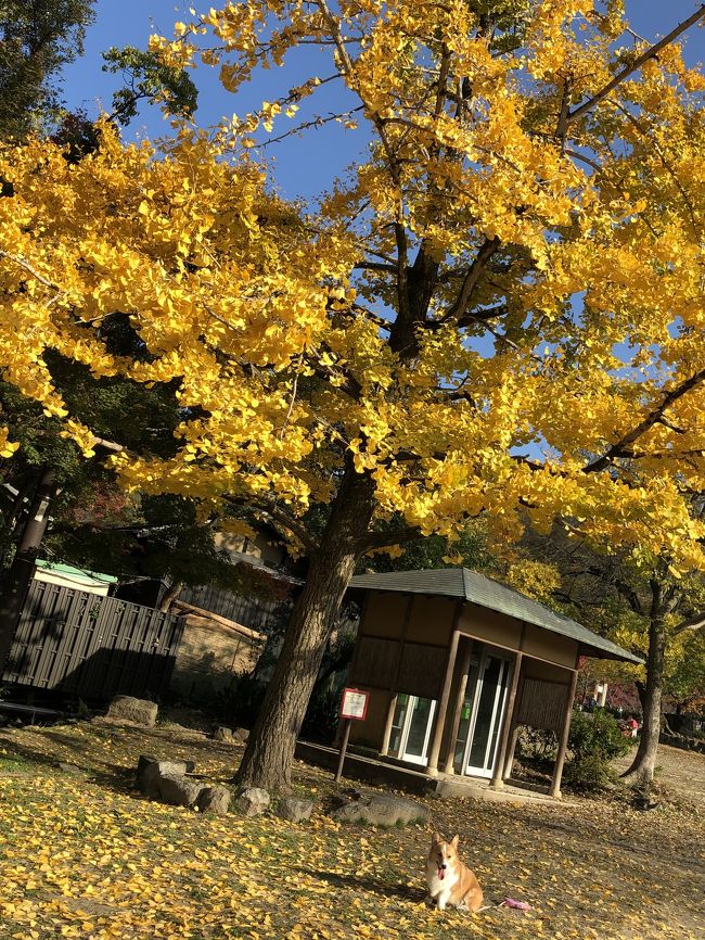 11月も半ばとなり、各地で紅葉便りが聞かれ、艶やかな紅色が 街を彩っています。<br />またまたGoToキャンペーンの利用で、近場…京都府内の旅へと出かけました。<br />最初に、翌朝行く大山崎に近いとこで温泉のあるとこ…<br />の行きやすさでお宿を選び、ちょっとホテル界隈も散策。<br />ではでは 行って参ります。