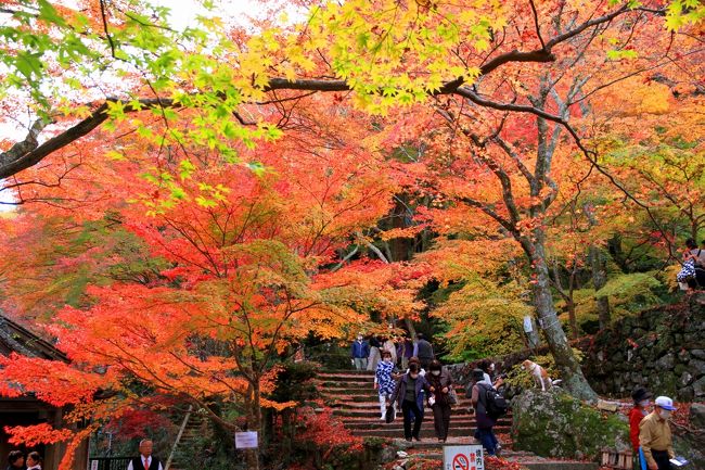 牛滝山大威徳寺の紅葉<br /><br />大阪泉州地域随一の紅葉の名所です。<br /><br />