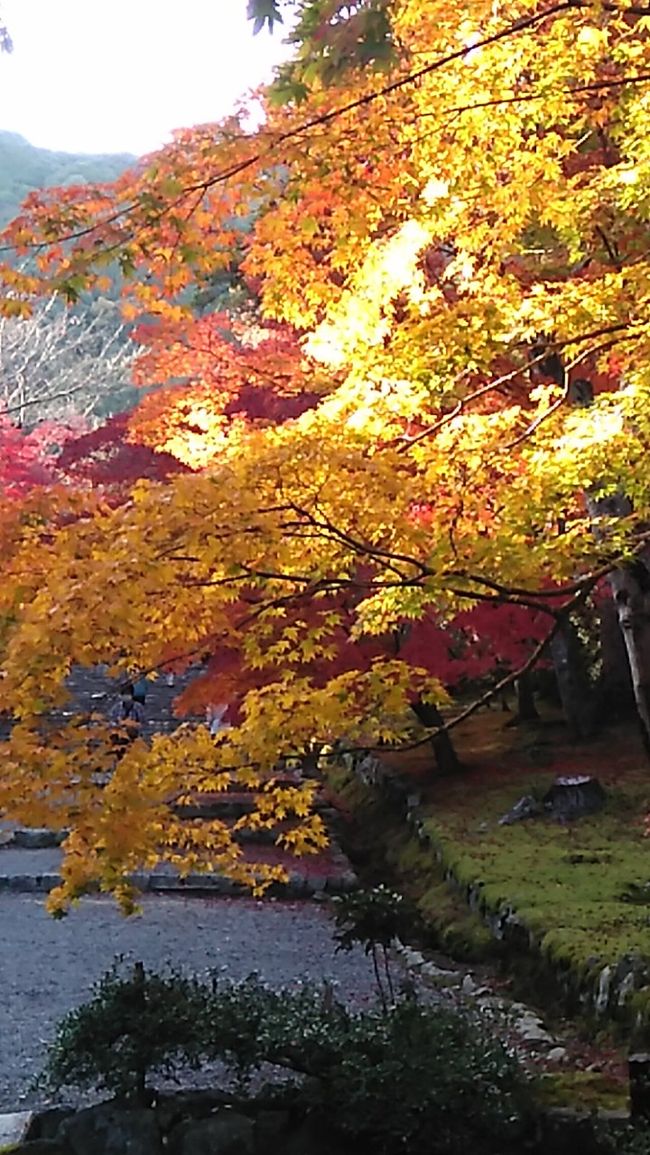 所用で京都に行き、少し時間が出来たので、嵯峨嵐山の【二尊院】へ。<br />嵯峨嵐山界隈は何回も来ていますが、ここは初めて。素晴らしい紅葉、タイミング、バッチリ!<br />ここに来る前に知人にすすめられた所も行ったのですが、少し遅かったよう。<br />3,4日の違いなんですが~