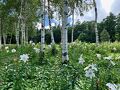 塩原温泉郷の旅行記