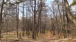 日帰り？ワンデー岩手2020・11～盛岡でのランチのはしごと滝沢森林公園散策編～