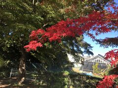 紅葉を探しに小石川散策