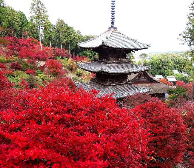 2020年の日本紅葉巡りドライブの最後は、滋賀&京都へ。紅葉シーズンでは、京都は2010年以来10年ぶり、滋賀は2002年以来18年ぶりだ。滋賀県内は、見どころが分散しているので、ほとんど車で移動。京都市内は、車で走り回るのはかなりハードルが高いので、滋賀に車を置いて電車で入ることに。八幡平に続いて友人を連れての3人旅だったが、京都の日曜日がものすごい混雑だった以外は、どこも比較的空いていて、久しぶりの滋賀・京都観光を堪能することが出来た。<br />滋賀第四部は、二日目の最後に、湖南三山の長寿寺と常楽寺を訪れた時の旅行記です。(表紙写真は、常楽寺・三重塔)<br /><br />全旅程<br /><br />11/12 東京ー(中央道/名神)->湖東三山PA->西明寺ー>八日市駅前<br /> (ホテルルートイン泊) <br /><br />11/13 八日市駅前ー>永源寺ー>金剛輪寺ー>八日市IC-(名神)ー><br /> 竜王IC-> 長寿寺ー>常楽寺ー>瀬田 (ニューびわこホテル泊)<br /><br />11/14 瀬田ー>石山寺ー>日吉大社&旧竹林寺ー>奥比叡ドライブウェイ<br /> ->横川ー>延暦寺ー>比叡山ドライブウェイー>大津京駅<br /> (車を駅前の駐車場に置く)-(JR)ー>京都ー(地下鉄)ー>烏丸四条<br /> (グリッズ京都四条河原町泊)<br /><br />11/15 烏丸四条―(バス)ー>高雄(神護寺から清滝へ)<br /> 清滝ー(バス)ー>嵐山(宝厳院)-(嵐電/地下鉄)ー>蹴上ー><br /> 永観堂ー> 蹴上ー(地下鉄)ー>京都市役所前 <br /> (ホテルビスタプレミオ和邸泊)<br /><br />11/16 烏丸四条ー(地下鉄/JR)ー>東福寺駅ー>東福寺―(京阪)ー><br /> 祇園四条->ホテルで荷物をピックアップして京都駅へ<br /> 京都ー(JR)->大津京(車をピックアップ)ー>大津ICー<br /> (名神)->八日市ICー>教林坊ー>八日市IC-(名神)ー><br /> 彦根ICー>彦根 (ホテルサンルート泊)<br /><br />11/17 彦根ー>(名神/中央道)->東京