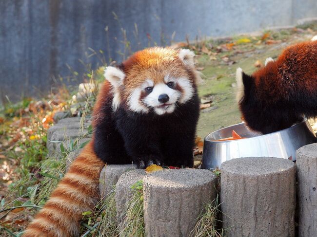 今年生まれたレッサーパンダのあかちゃん　ぴーすけ君に会いに「西山動物園」へ　ランチはヨーロッパ軒のソースカツ丼