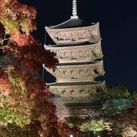 紅葉京都　真如堂　金戒光明寺　御寺泉涌寺別院　雲龍院　東寺ライトアップ　ホテルグランヴィア京都　グランヴィアラウンジ！　