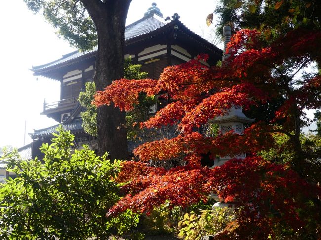 太田市の「曹源寺（さざえ堂）」へ紅葉を見に行きました。このお寺、紫陽花の名所ではありますが、紅葉の名所というわけではなく、ここにも色付く木があります、という場所です。<br /><br />紅葉は、色付き始めで、現在進行中でした。