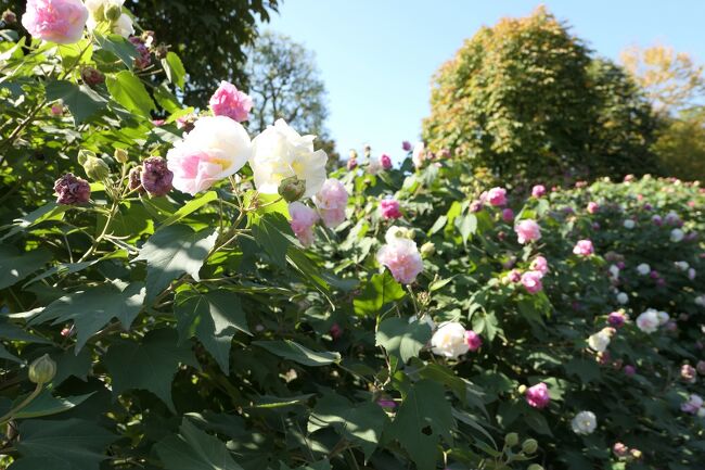 秋の川口グリーンセンター♪　Vol.6　パステルカラーピンクの芙蓉♪