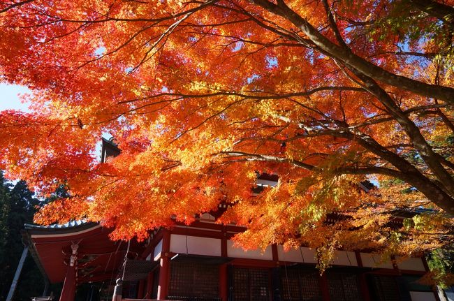 2020年の日本紅葉巡りドライブの最後は、滋賀&京都へ。紅葉シーズンでは、京都は2010年以来10年ぶり、滋賀は2002年以来18年ぶりだ。滋賀県内は、見どころが分散しているので、ほとんど車で移動。京都市内は、車で走り回るのはかなりハードルが高いので、滋賀に車を置いて電車で入ることに。八幡平に続いて友人を連れての3人旅だったが、京都の日曜日がものすごい混雑だった以外は、どこも比較的空いていて、久しぶりの滋賀・京都観光を堪能することが出来た。<br />滋賀第六部は、三日目の後半で、午前中に石山寺、日吉大社、旧竹林院の見学を終えてから、奥比叡ドライブウェイを走り、延暦寺を訪れた時の旅行記です。(表紙写真は、延暦寺の紅葉)<br /><br />全旅程<br /><br />11/12 東京ー(中央道/名神)->湖東三山PA->西明寺ー>八日市駅前<br /> (ホテルルートイン泊) <br /><br />11/13 八日市駅前ー>永源寺ー>金剛輪寺ー>八日市IC-(名神)ー><br /><br />11/14 瀬田ー>石山寺ー>日吉大社&旧竹林寺ー>奥比叡ドライブウェイ<br /> ->横川ー>延暦寺ー>比叡山ドライブウェイー>大津京駅<br /> (車を駅前の駐車場に置く)-(JR)ー>京都ー(地下鉄)ー>烏丸四条<br /> (グリッズ京都四条河原町泊)<br /><br />11/15 烏丸四条―(バス)ー>高雄(神護寺から清滝へ)<br /> 清滝ー(バス)ー>嵐山(宝厳院)-(嵐電/地下鉄)ー>蹴上ー><br /> 永観堂ー> 蹴上ー(地下鉄)ー>京都市役所前 <br /> (ホテルビスタプレミオ和邸泊)<br /><br />11/16 烏丸四条ー(地下鉄/JR)ー>東福寺駅ー>東福寺―(京阪)ー><br /> 祇園四条->ホテルで荷物をピックアップして京都駅へ<br /> 京都ー(JR)->大津京(車をピックアップ)ー>大津ICー<br /> (名神)->八日市ICー>教林坊ー>八日市IC-(名神)ー><br /> 彦根ICー>彦根 (ホテルサンルート泊)<br /><br />11/17 彦根ー>(名神/中央道)->東京<br /><br />