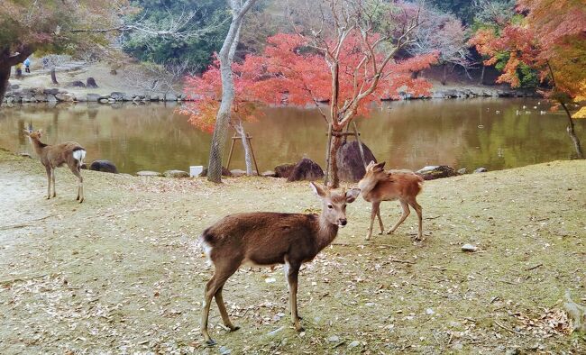 約三十年ぶりに奈良を訪れることにした。前回は真夏で暑かったことしか覚えていない。<br />今回は紅葉の季節である。近鉄奈良駅の近くの宿にニ泊し、歩いて行ける範囲をブラブラしてみることにした。訪れた主なスポットは、興福寺、猿沢池、春日大社、新薬師寺。最後に清酒「春鹿」の蔵元で利き酒をした。<br />(2020.11.22作成開始)