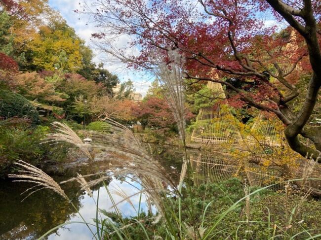 近場で紅葉を、ということでたまたま見つけた甘泉園に行ってきました。<br />紅葉だけでなくススキがあったり、雪吊りも見ることができました。