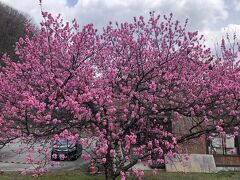 阿智村の花桃