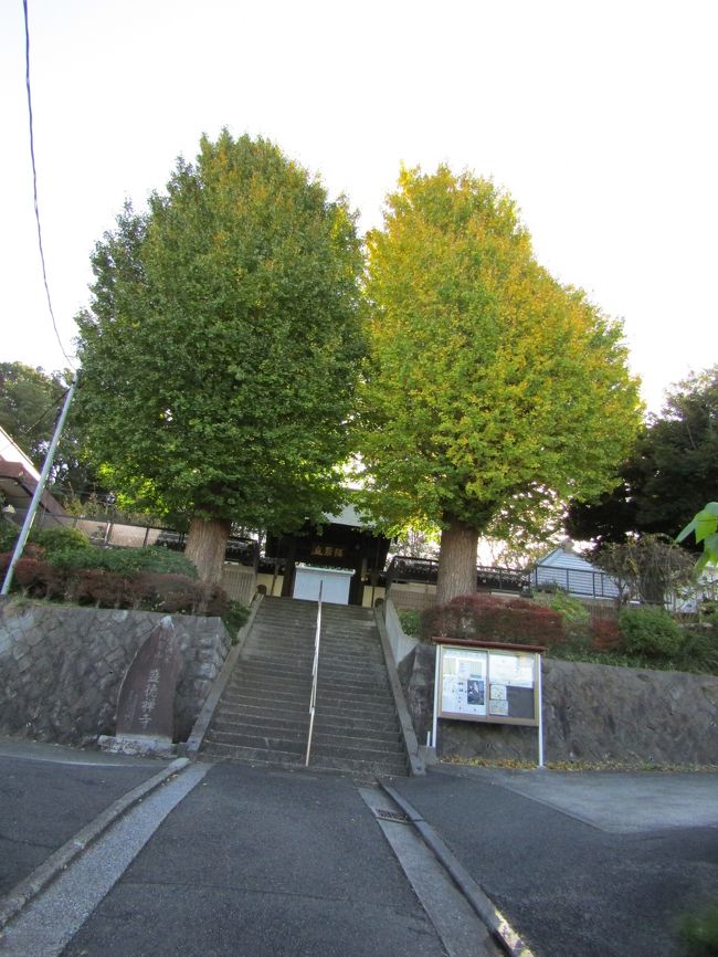 横浜市戸塚区上倉田町にある福聚山盛徳寺(https://4travel.jp/travelogue/10525190)の山門の両側に植えられた2本の銀杏の木(https://4travel.jp/travelogue/11661628)がようやく色付き始めてきた。6日前(11/16)からは黄葉が進んでいる。月末には銀杏紅葉(いちょうもみじ)を見られそうだ。盛徳寺の2本の銀杏の木にこれほど葉が付いて黄葉を迎えるのは何年振りのことか。<br />(表紙写真は盛徳寺の2本の銀杏の木)<br />