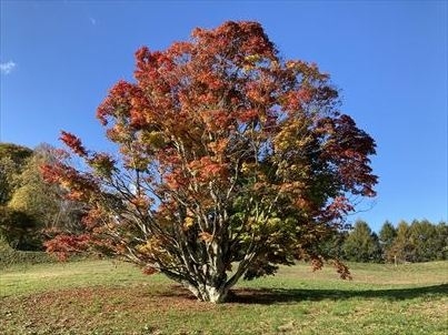 長野県の大峰高原にある七色楓と白馬村をドライブして紅葉を楽しみました。