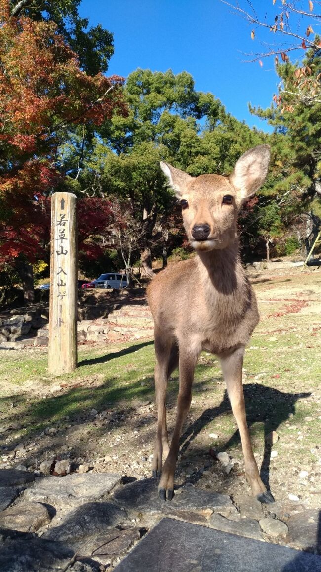 秋の京都は何度も行っているので、人手の多そうな京都を避けて、修学旅行ぶりに奈良へ。<br />思った以上にのんびりできていいリフレッシュになりました。<br />あと1か月仕事しごーと！2020年を乗り切ります