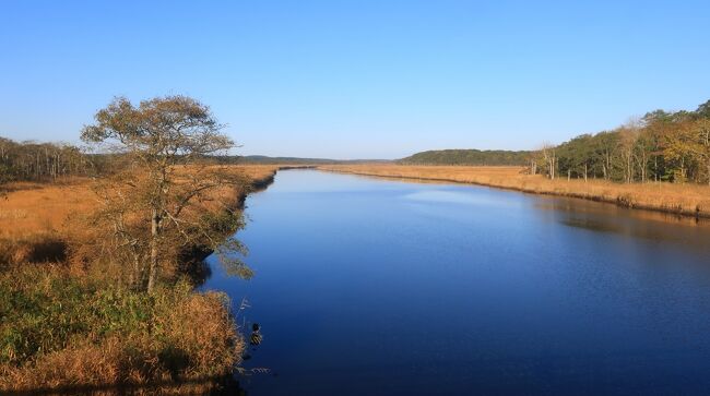 ヤウシュベツ川の河口に沿って湿原が広がっていました。<br />10月、湿原が茶色なのは草が紅葉してるのでしょうか。
