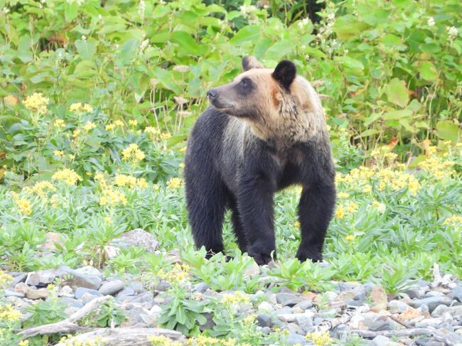 知床でヒグマを観察へ　８月２５日　野付半島、ヒグマ観察