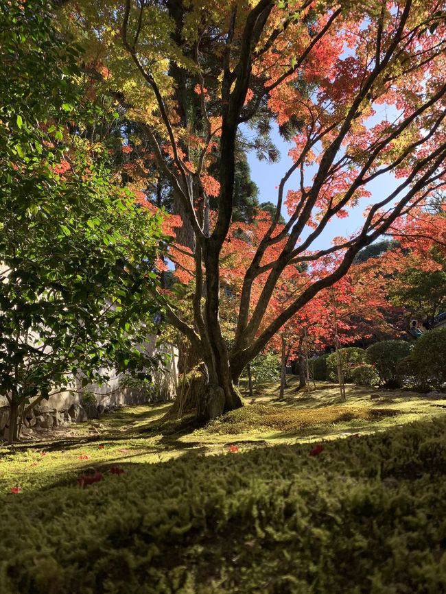気まぐれで行ってみた一休寺。思いのほか、紅葉がきれいでびっくりしました。ちょっと紅葉をみるなら穴場じゃないかと思います。京都市内の寺院ももちろん綺麗ですが、人が少ないところでゆっくり見たいというならおススメの寺院です。<br />方丈庭園の枯山水もとてもきれいで、廊下に座って眺めてるだけで心癒されます