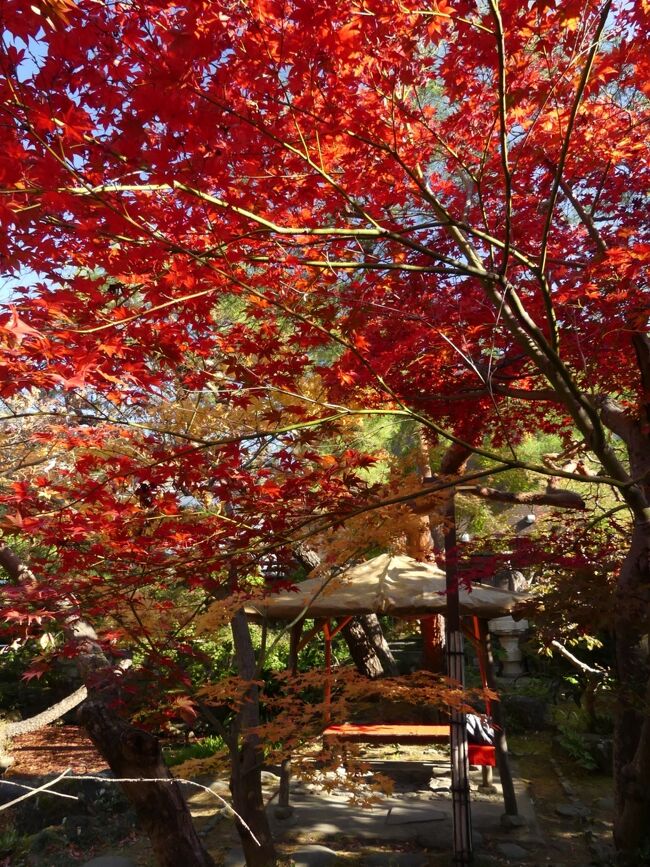 栃木県足利市の「物外軒」へ、紅葉を見に行きました。紅葉は見頃終盤で、早く色付いた木は散り始めていました。