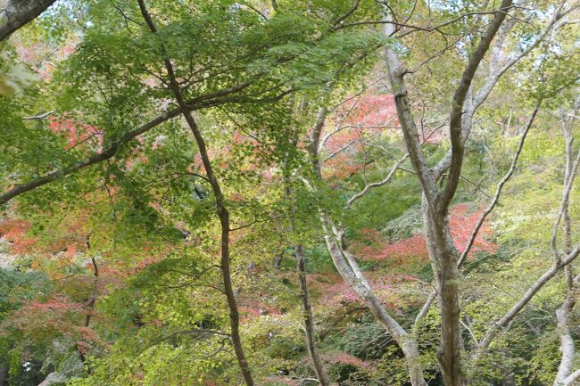 秋の伊豆旅♪　Vol.15　☆修善寺自然公園もみじ林♪