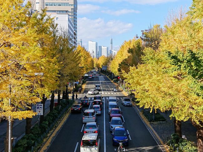 山下公園通り、日本大通りの銀杏は見頃です