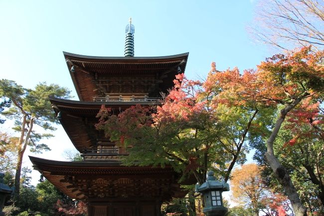 コロナ禍でずっと外出を自粛していましたが、近場の紅葉を見に巡って来ました。<br />豪徳寺は、東京都世田谷区豪徳寺二丁目にある曹洞宗の寺院。一説には招き猫発祥の地とされる。