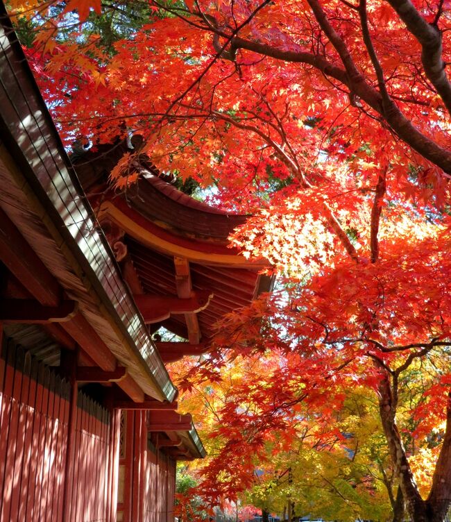 2020年の日本紅葉巡りドライブの最後は、滋賀&京都へ。紅葉シーズンでは、京都は2010年以来10年ぶり、滋賀は2002年以来18年ぶりだ。滋賀県内はほとんど車で移動したが、京都市内は、車で走り回るのはかなりハードルが高いので、滋賀に車を置いて電車で入ることに。京都の日曜日がものすごい混雑だった以外は、どこも比較的空いていて、久しぶりの滋賀・京都観光を堪能することが出来た。<br />京都第一部は、京都の紅葉巡りの初日に、朝一番で高雄の神護寺を訪れ、その後東海自然歩道を清滝まで歩いた時の旅行記です。(表紙写真は、神護寺の紅葉)<br /><br />全旅程<br /><br />11/12 東京ー(中央道/名神)->湖東三山PA->西明寺ー>八日市駅前<br /> (ホテルルートイン泊) <br /><br />11/13 八日市駅前ー>永源寺ー>金剛輪寺ー>八日市IC-(名神)ー><br /><br />11/14 瀬田ー>石山寺ー>日吉大社&旧竹林寺ー>奥比叡ドライブウェイ<br /> ->横川ー>延暦寺ー>比叡山ドライブウェイー>大津京駅<br /> (車を駅前の駐車場に置く)-(JR)ー>京都ー(地下鉄)ー>烏丸四条<br /> (グリッズ京都四条河原町泊)<br /><br />11/15 烏丸四条―(バス)ー>高雄(神護寺から清滝へ)<br /> 清滝ー(バス)ー>嵐山(宝厳院)-(嵐電/地下鉄)ー>蹴上ー><br /> 永観堂ー> 蹴上ー(地下鉄)ー>京都市役所前 <br /> (ホテルビスタプレミオ和邸泊)<br /><br />11/16 烏丸四条ー(地下鉄/JR)ー>東福寺駅ー>東福寺―(京阪)ー><br /> 祇園四条->ホテルで荷物をピックアップして京都駅へ<br /> 京都ー(JR)->大津京(車をピックアップ)ー>大津ICー<br /> (名神)->八日市ICー>教林坊ー>八日市IC-(名神)ー><br /> 彦根ICー>彦根 (ホテルサンルート泊)<br /><br />11/17 彦根ー>(名神/中央道)->東京