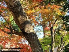 千葉県佐倉市内で紅葉見物しよう。