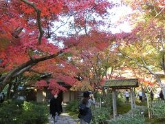 晩秋の大阪万博記念公園　日本庭園で「紅葉三昧の一日」を過ごす。（2020）