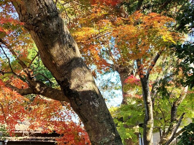 　今回は、いつもと趣向を変えて、今年11月中の何日かに分けて歩き回って来た、千葉県、佐倉市内の紅葉スポットをまとめて紹介しよう。佐倉の紅葉と言えば、一番メジャーなのが佐倉城址公園と堀田邸庭園だが、あえてそこははずし、人が集中しないマイナーなところをまわってみた。身近なところにある意外に見事な紅葉スポットを取り上げていく。<br />　一応経路は、西から東、志津地区から臼井、佐倉地区と移動する。北総の里山の風情をご覧ください。