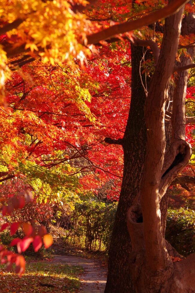 穴場ということで、数年前から紅葉で訪れるようになった竜田公園。グラデーションの綺麗な紅葉で、なかなか見応えのある場所なので、年々訪れる人が増えてきたような気がしますが。<br /><br />今年は9月末あたりから寒い日が多かったからでしょうか、落葉が多く見頃は過ぎているかと思います。<br />