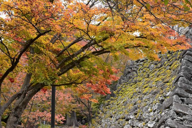 小諸市（こもろし）は長野県東部に位置し、浅間連峰の南西に市域が展開しています。<br />「懐古園（かいこえん）」は、小諸城址に整備された都市公園で、観光の拠点になっています。<br />小諸城が明治維新後に廃城処分となると、旧小諸藩士らが本丸跡に神社を祀り、花木が植えて公園にし「懐古園」と命名しました。<br /><br />小諸城は、背後の千曲川の崖や、火山灰土が川で削られた谷（田切地形）に囲まれた、攻めにくい城です。<br />この天然の谷に垂直に切り立った崖は、崩れやすく登りにくいことが敵の侵入を防ぎ堀として有効であったとされ、小諸城が「後ろ堅固」といわれる所以です。<br />城下町より標高が低いことから「穴城」と呼ばれ、全国でも珍しい形です。<br />城の周囲に武家地を置くことで守りを固め、その外に町人町がありました。<br />小諸城の鬼門の方向の町人町のまわりには、ちょうど町を囲むようにたくさんの寺社が配置されています。<br />それにより、小諸の城下町は緑に包まれた、美しいまとまりのある町になっています。<br /><br />11月初めに訪れると、懐古園はもみじと欅が色付き、見事な紅葉です。<br />懐古園の外には大手門公園があります。<br />昼食は相生町に老舗そば屋＆イタリアンが融合した「HARADA」。そばとイタリアンどちらも食べられます。<br />名物の「ホワイト・ピッツア」は、ばれいしょの甘みの味と粘りに感動します。<br /><br />なお、旅行記は下記資料を参考にしました。<br />・懐古園HP、資料<br />・大手門資料<br />・本陣主屋展示「今に生きる小諸城と城下町の設計」<br />・小諸市「小諸市動物園再整備基本計画」、令和2年1月<br />・小諸市観光協会「山本勘助ゆかりの小諸城」「小諸宿・旧本陣［本陣主屋］」<br />・小諸イタリアン「HARADA」HP<br />・東信ジャーナルブログ「HARADA」<br />・小諸市「小諸市章」