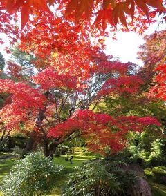 団塊夫婦の2020年日本紅葉巡りドライブー（京都２）激混みの嵐山&宝厳院