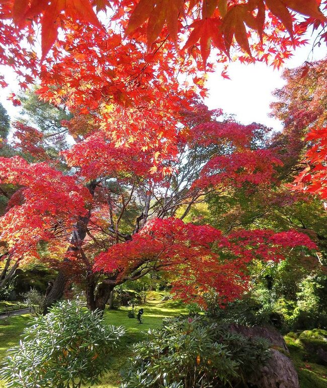 団塊夫婦の2020年日本紅葉巡りドライブー（京都２）激混みの嵐山&宝厳院