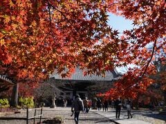 20201124-2 京都 近所でしたので、真如堂。こっちは紅葉見頃。