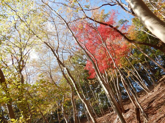 大山ハイキング　日向から梅の木尾根