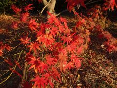 大高緑地で紅葉を愛でる。