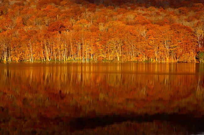 一年ぶりの旅行、十和田・奥入瀬の紅葉の旅行記です。<br />３日目、早朝の蔦沼紅葉、そして再び散策した奥入瀬渓流の様子をお伝えします。<br /><br />昨年は秋田の紅葉と温泉を体験し、今年も東北のどこかでと思っていたのですが、この状況でなかなか計画できませんでした。その後少し落ち着き Go To キャンペーンも利用できることで急遽計画したのが奥入瀬への旅行です。（11月になってまたたいへんな状況ですが）さらに十和田湖でも１泊することにし奥入瀬での２泊と合わせ４日間、同じような写真の続く長大な旅行記ですが1日ごとに区切ってお伝えします。