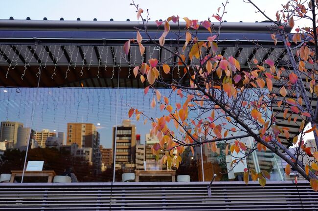 大阪市内を流れる大川（旧淀川）一帯の紅葉が見頃を迎えたので、この日は35mmレンズを持って、都島橋から、下流側の八軒家浜界隈にかけてぶらり散歩してきました。<br /><br />この稿では、川崎橋から八軒家浜界隈にかけての旅行記を綴ります。