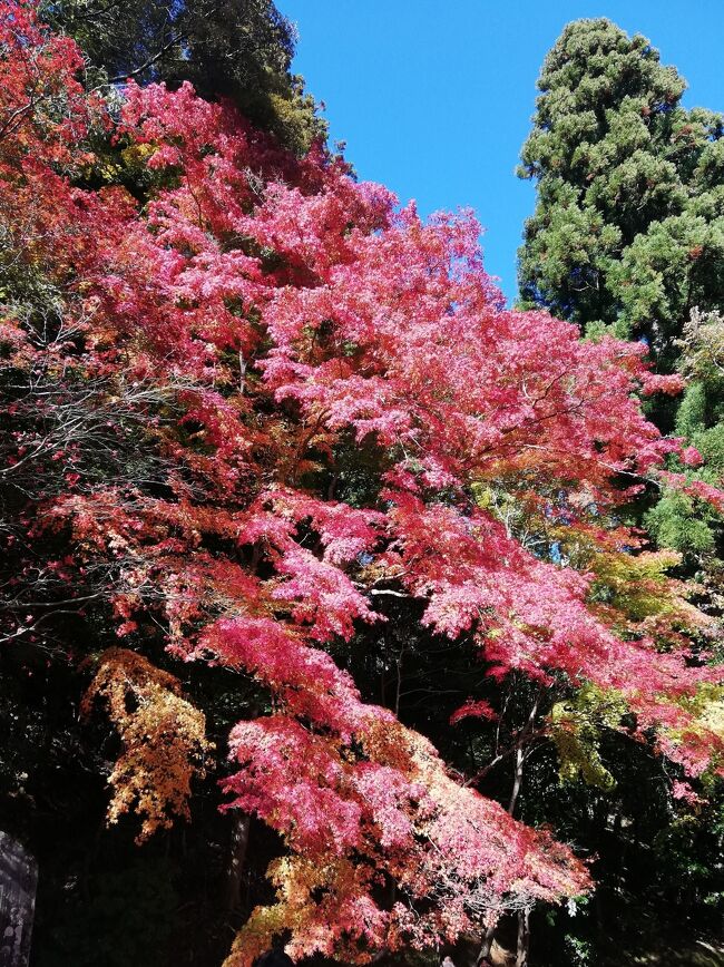 京都在住のお友達ご夫婦に、高雄へ紅葉を見に連れて行って貰いました。<br /><br />一人歩きではなかなか行けない場所なので、とても有難かったです(^^<br /><br />少し時間が経ってしまいましたが、備忘録として残させていただきます～<br /><br />今年の紅葉見学は最初で最後かなーーー