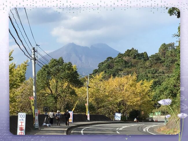 垂水千本イチョウ園は垂水市街地から県道71号線を車で上がって行くと10分ほどで着きます。駐車場はありますが土日は第三駐車場から無料のシャトルバスで移動になります。ここは私有地で昭和53年から中馬夫婦が4.5haの土地にコツコツと苗木を植えて今では1200本になります。ライトアップは11/20~12/6、18:00~21:00までやっています