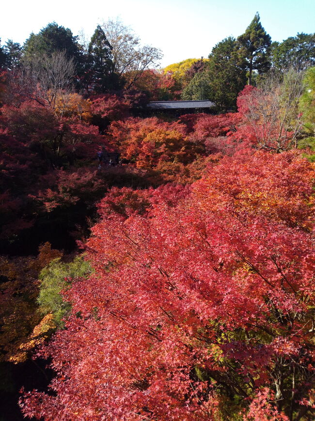 紅葉を満喫！秋の京都旅①