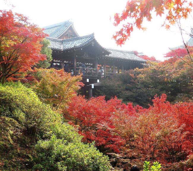 2020年の日本紅葉巡りドライブの最後は、滋賀&京都へ。紅葉シーズンでは、京都は2010年以来10年ぶり、滋賀は2002年以来18年ぶりだ。滋賀県内はほとんど車で移動したが、京都市内は、車で走り回るのはかなりハードルが高いので、滋賀に車を置いて電車で入ることに。京都の日曜日がものすごい混雑だった以外は、どこも比較的空いていて、久しぶりの滋賀・京都観光を堪能することが出来た。<br />京都第四部は、京都の紅葉巡りの二日目、朝一番で京都の紅葉では定番ともいえる東福寺を訪れた時の旅行記です。混雑を覚悟で行きましたが、朝早かったせいか、拍子抜けするほど空いていました。(表紙写真は、東福寺・通天橋)<br /><br />全旅程<br /><br />11/12 東京ー(中央道/名神)->湖東三山PA->西明寺ー>八日市駅前<br /> (ホテルルートイン泊) <br /><br />11/13 八日市駅前ー>永源寺ー>金剛輪寺ー>八日市IC-(名神)ー><br /><br />11/14 瀬田ー>石山寺ー>日吉大社&旧竹林寺ー>奥比叡ドライブウェイ<br /> ->横川ー>延暦寺ー>比叡山ドライブウェイー>大津京駅<br /> (車を駅前の駐車場に置く)-(JR)ー>京都ー(地下鉄)ー>烏丸四条<br /> (グリッズ京都四条河原町泊)<br /><br />11/15 烏丸四条―(バス)ー>高雄(神護寺から清滝へ)<br /> 清滝ー(バス)ー>嵐山(宝厳院)-(嵐電/地下鉄)ー>蹴上ー><br /> 永観堂ー> 蹴上ー(地下鉄)ー>京都市役所前 <br /> (ホテルビスタプレミオ和邸泊)<br /><br />11/16 烏丸四条ー(地下鉄/JR)ー>東福寺駅ー>東福寺―(京阪)ー><br /> 祇園四条->ホテルで荷物をピックアップして京都駅へ<br /> 京都ー(JR)->大津京(車をピックアップ)ー>大津ICー<br /> (名神)->八日市ICー>教林坊ー>八日市IC-(名神)ー><br /> 彦根ICー>彦根 (ホテルサンルート泊)<br /><br />11/17 彦根ー>(名神/中央道)->東京