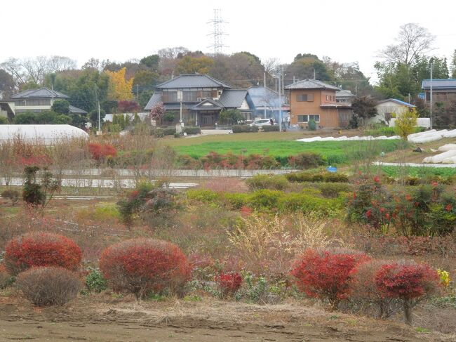 11月24日、午後０時半頃に所沢市南永井付近を散策しました。　　この日の温度は16℃以下でとても寒かったです。　見られていた蝶は全く見られませんでした。　南天やムラサキシキブ及びドウダンツツジが美しかったです。　植木畑周辺は晩秋の風景でした。<br /><br /><br /><br />*写真は南永井付近の晩秋の風景