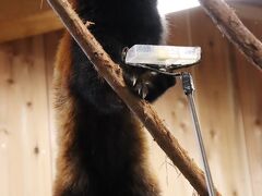 車デビューの富士サファリと伊豆リベンジ遠征（５）伊豆シャボテン動物公園：リベンジできたレッサーパンダのリンゴのエサやりタイム