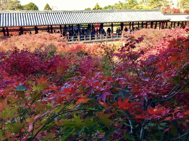 2020/11/19(木)AM<br /><br />東福寺。嘉禎2年（1236）に創建され、奈良東大寺と興福寺から一字をとって名付けられた。現在の敷地面積は約24万㎡で、京都最大の禅寺。<br /><br />京都の、この日の最高気温は26.9度℃。111年ぶりの暑さの中での紅葉狩り。<br /><br />